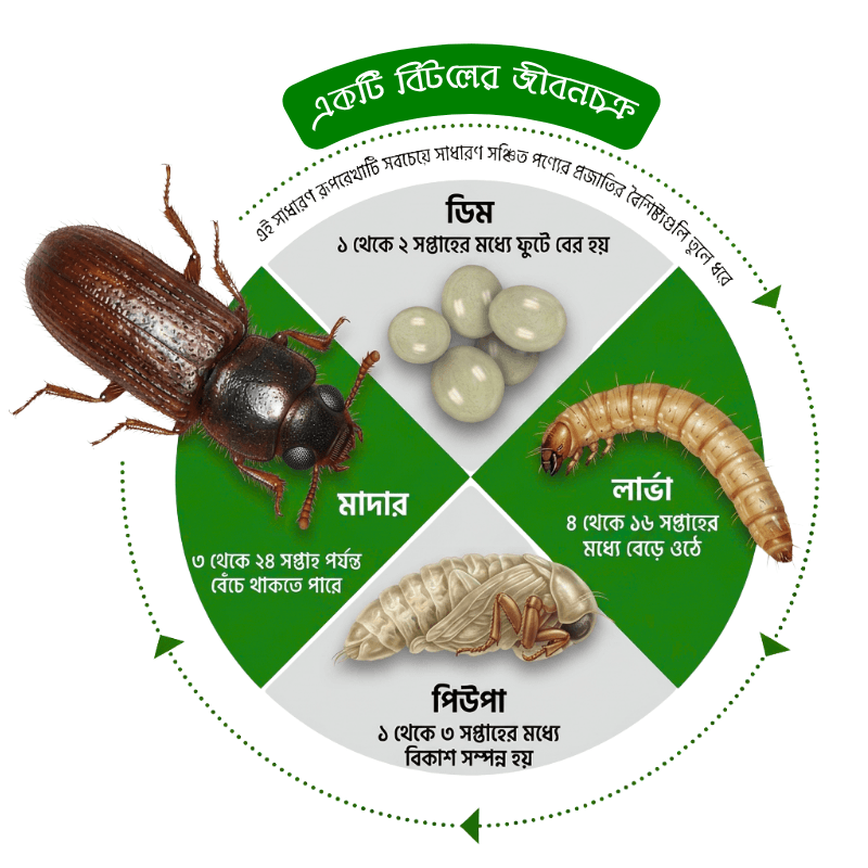 beetle life cycle