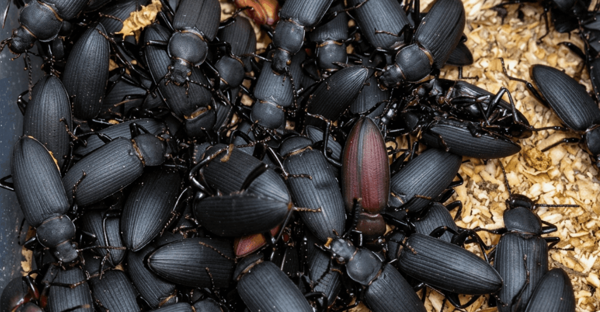 beetle mother